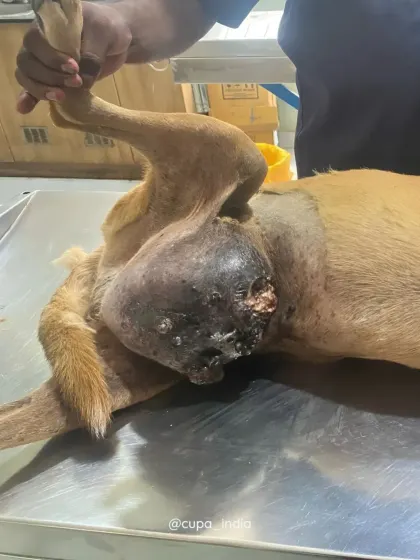 The massive tumor was necrotic and causing Pandu immense pain. Our vets determined that surgical removal was the only option.