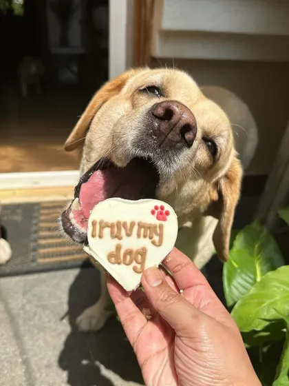 That happy, wide-mouthed chomp says it all. This dog is absolutely loving his heart-shaped Valentine's treat.