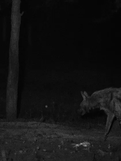 A black and white camera trap photo of a striped hyena in the forests of Delhi NCR, showcasing its solitary, nocturnal habits.