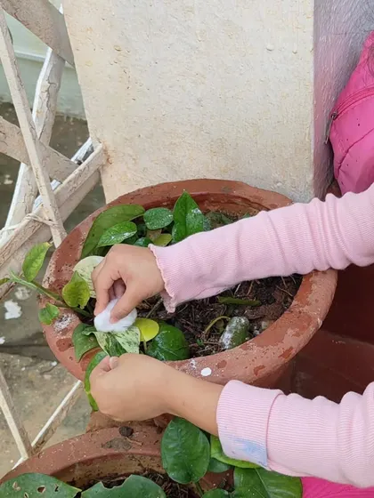 A child carefully wipes rangoli powder off the leaves of a plant. After an accidental spill, an older child showed her how to clean it up, turning a mistake into an impromptu, focused lesson in caring for our environment.