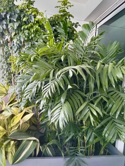 Nature teaches the art of co-existing. This large planter on a Gurgaon balcony displays a beautiful combination of different plants, all living in harmony and growing together.