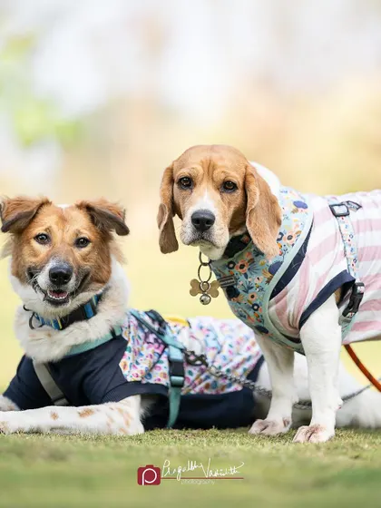 A Beagle and his fluffy friend, looking like they're posing for a fashion magazine. Outdoor settings provide a beautiful runway for our furry models.