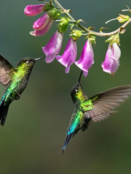 Two Fiery-throated Hummingbirds share a meal. Capturing interactions between multiple birds in one frame is a challenging but highly rewarding goal.
