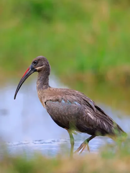 The Hadada Ibis is named for its loud, carrying call often heard in the mornings and evenings. Here, one wades through a shallow wetland in search of insects and crustaceans.