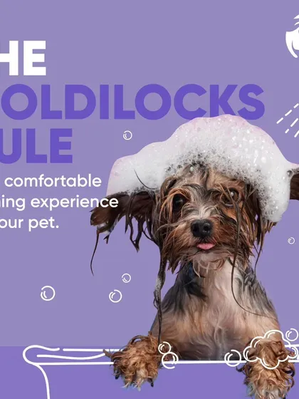 I pay close attention to every detail, including water temperature. Following the "Goldilocks Rule" ensures the bath is a soothing and comfortable experience, never too hot or too cold for your pet.