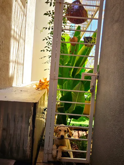 A perfect moment. Lucky the dog learning to coexist peacefully with his feline siblings.