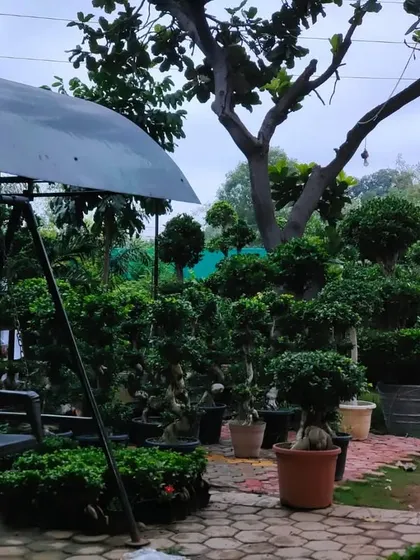 A view of a section of my nursery dedicated to bonsai and topiary. You can see a wide variety of shaped and mature plants in different pots, showing the depth of my collection.