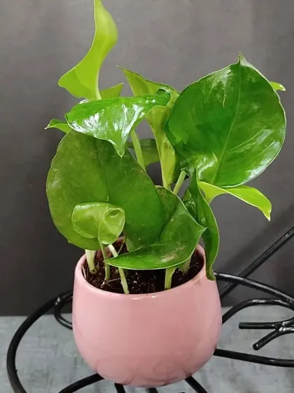 A Money Plant (Pothos) in a lovely pink ceramic pot. The soft color of the pot complements the bright green leaves perfectly.