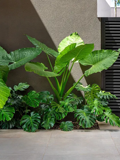 A composition of lush foliage against a dark wall. The interplay of light and shadow highlights the varied green tones and textures of the tropical plants, creating a dynamic and visually interesting corner.