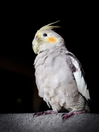 A dramatic portrait of Momo the cockatiel against a black background, which makes his subtle colors and feathers stand out.