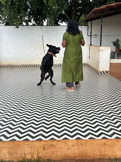 This black dog is so full of life and energy, jumping up for a hug. We welcome enthusiastic and playful personalities.
