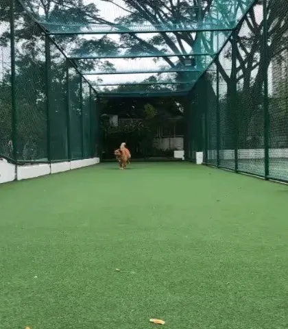 This is the safe, netted play area where my dogs get to run and stretch their legs freely. It's important for me to provide a stimulating environment for angels like Loki while they are in my care, waiting for their forever home.