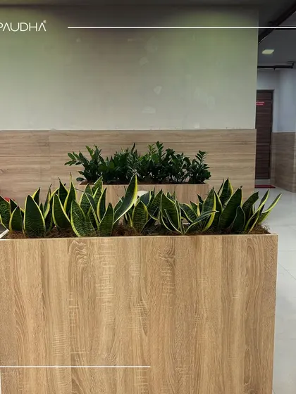 Another view of the custom planters in a healthcare waiting area. The light wood finish and the vibrant green of the Snake Plants and ZZ plants create a clean, modern, and soothing aesthetic.