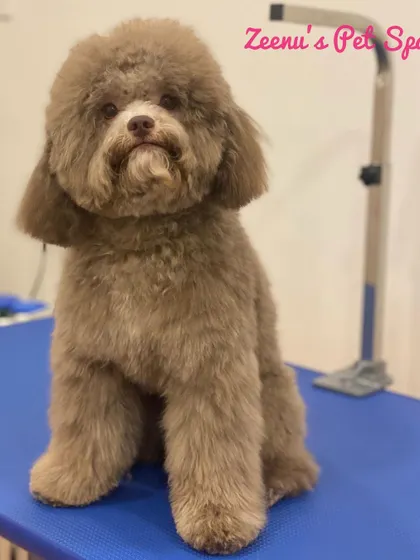 Cooper the Poodle is showing off his fresh, even trim. Poodle coats require regular professional grooming to prevent matting and maintain their shape.