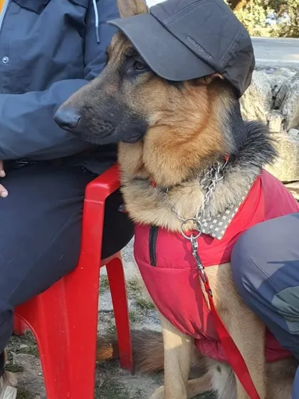 Jiraiya looking cool and collected in his cap and red winter jacket while taking a break during our Chopta trek. It’s these fun, candid moments that truly show off a pet's personality.