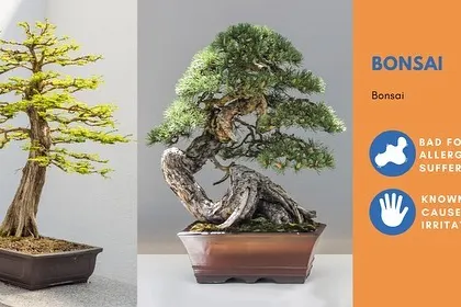 Bonsai trees are a work of art, but they can cause skin irritation for some people and may also trigger allergies.