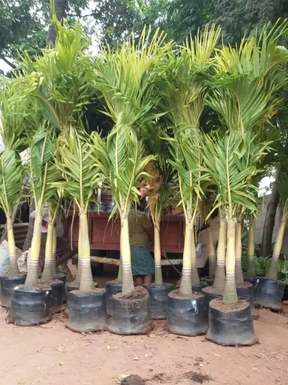 A group of Areca Palms being prepared for delivery. These popular palms are great for creating privacy screens or adding a tropical touch to patios.