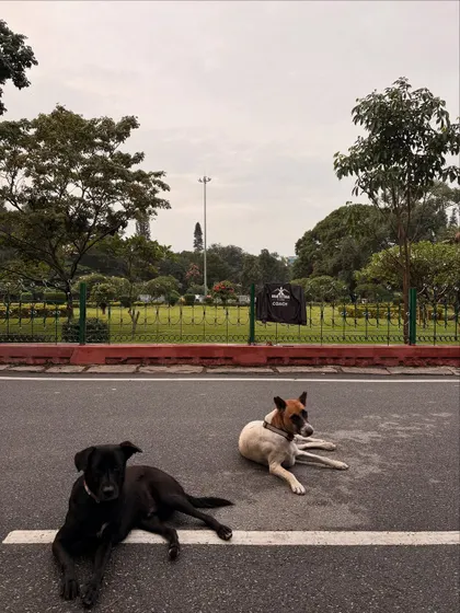 Two of my park buddies, Batman and another friend, relaxing on the road in Cubbon Park.