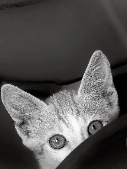 A kitten peeking out from the shadows. This black and white shot is full of mystery and cuteness.