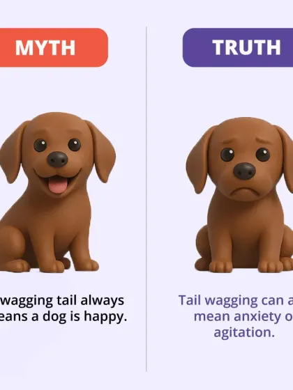 Myth: A wagging tail always means a dog is happy. Truth: Tail wagging can also indicate anxiety or agitation. Understanding context is key to reading your dog's body language.