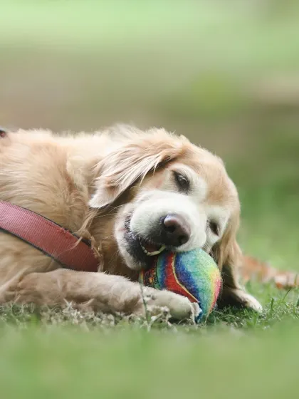 A senior golden retriever enjoys a quiet moment, gently chewing on her favorite rainbow ball while lying in the grass.