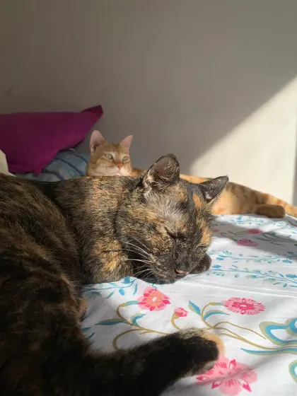 My two girls, Yoda and Storm, sharing a nap. It took time for them to bond, but now they're inseparable.