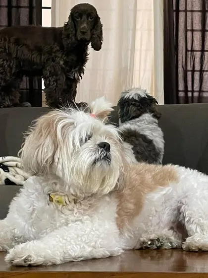 A full house with a Cocker Spaniel and two Shih Tzus making themselves at home on our furniture. They are part of our family when they are here.