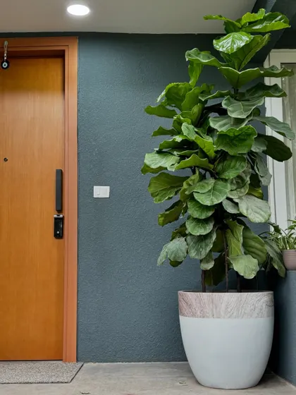This is what I mean by making an entrance. We found this gorgeous Fiddle Leaf Fig and paired it with a beautiful made-in-India FRP planter to create a welcoming vibe right at the front door. It’s been thriving for two months now, and it just shows how the right plant in the right spot can make all the difference.