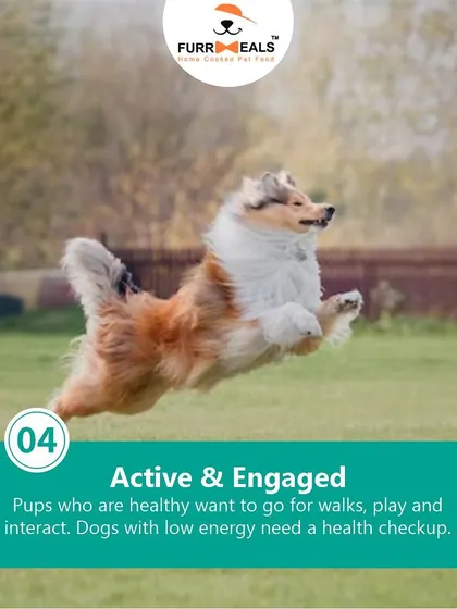 This extensive library of educational content covers everything a pet parent needs to know, from the benefits of turmeric and moringa to tips for hydration, sleep, dental health, and raising a new puppy.