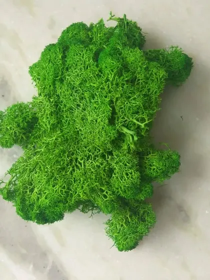 A clump of bright green preserved reindeer moss. This is a versatile and popular material for biophilic design and DIY crafts.