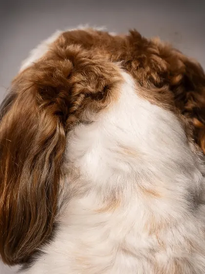 Another abstract fur-scape. These close-up shots highlight the beautiful details and patterns in your pet's coat that you might otherwise overlook.