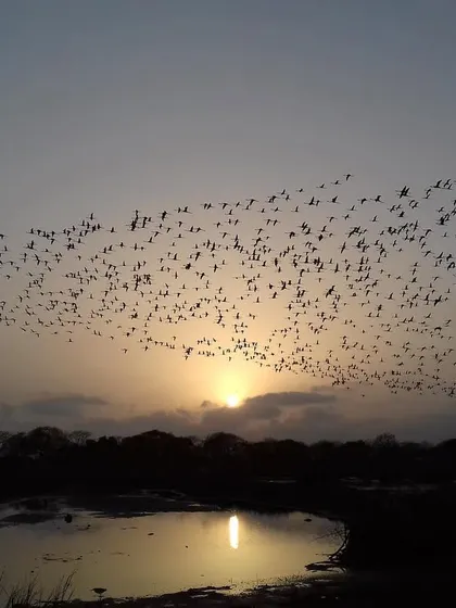 The reflection of the sunset on the water adds another layer to this beautiful silhouette of the flying flock.
