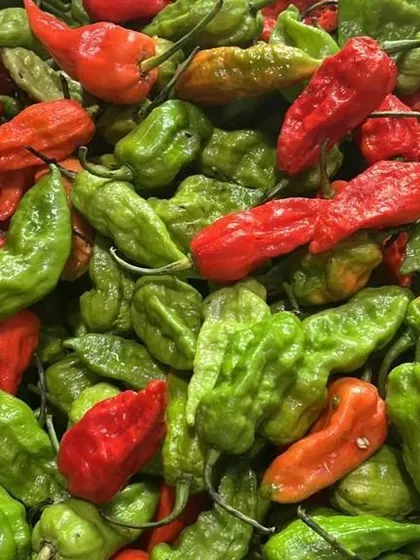 Fresh Naga king chilies, also known as Bhut Jolokia. These are essential for anyone who wants to cook with authentic, intense heat.