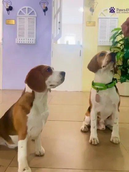Two Beagles patiently wait for a treat, showcasing the calm and well-managed environment we maintain even during exciting moments.