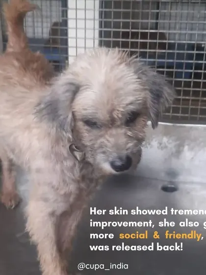 After a month of dedicated care, her skin showed tremendous improvement. More importantly, she grew more social and friendly. We were so happy to see her healthy enough to be released back to her community caregivers.