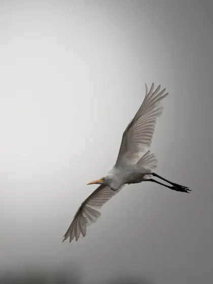 An egret with its wings fully spread, showcasing the impressive span and feather detail. This is a classic bird-in-flight shot that we practice extensively on my tours.