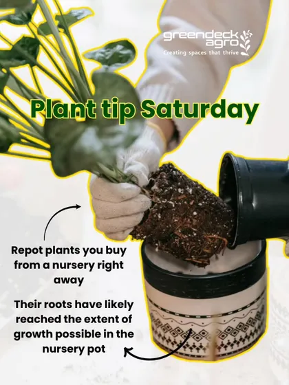 Here's a practical tip we always share: repot plants from a nursery right away. Their roots have often outgrown the small pot, and our repotting service gives them the space they need to flourish.