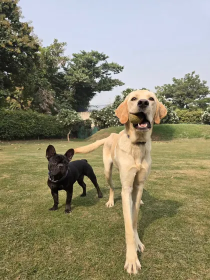 A happy moment after a successful fetch. The Labrador proudly holds the ball, standing next to his French Bulldog friend. This is a picture of a successful day at our dog park.