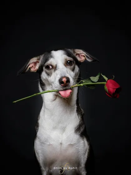 This photo of my dear indie model Bing holding a rose is full of character. Using a simple, dark background makes the subject stand out dramatically. It’s a powerful image that can be used for Valentine's promotions or campaigns about adoption and love.