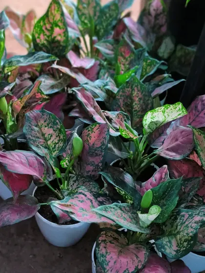 A collection of Aglaonema, or Chinese Evergreen, plants ready for new homes. They are one of the best plants for adding color to indoor spaces.
