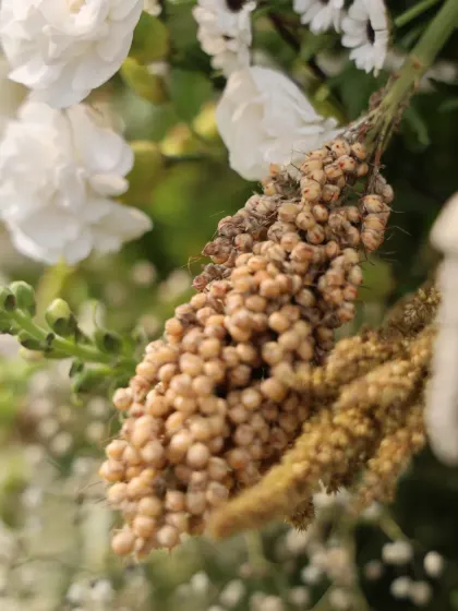 A macro shot focusing on the unique texture of dried sorghum, used within a floral arrangement to add a rustic, natural touch.