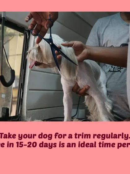 Regular trims, ideally every 15-20 days, are essential for maintaining a healthy and manageable long coat. We can help with that.