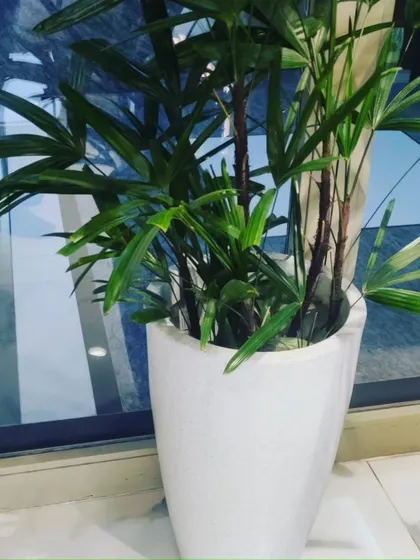 A Lady Palm in a white geometric planter, strategically placed by a window to add elegance and purify the air in a corporate building.