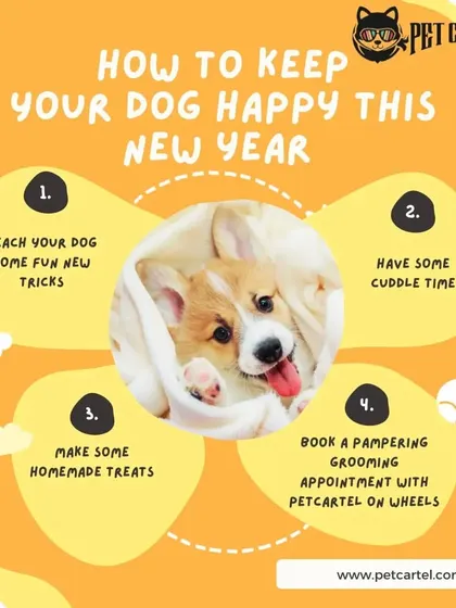 Keeping your dog happy is our goal. Here are some fun ideas for the new year, including booking a pampering grooming appointment with our mobile service.