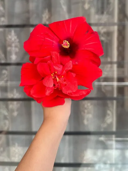 A close-up of the beautiful Hibiscus flower. I use only the best natural ingredients to ensure my products are both safe and effective.