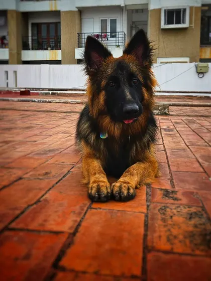 A beautiful shot of Dojo the German Shepherd during a pet photography session. A well-trained dog is not only a joy to live with but also a fantastic model.