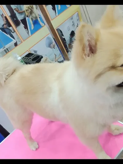 This is the result we aim for with every groom: a happy, healthy, and beautifully styled pet. This Pomeranian is looking fresh and feeling great after a full grooming session, including a haircut and blow-dry to make its coat extra fluffy.