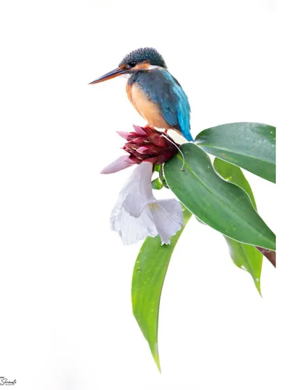 A high-key portrait of a female Common Kingfisher in Singapore. I used the bright, overcast sky as a natural white background to isolate her vibrant colors and the delicate details of the flower she perched on, creating a clean, minimalist wildlife photograph.