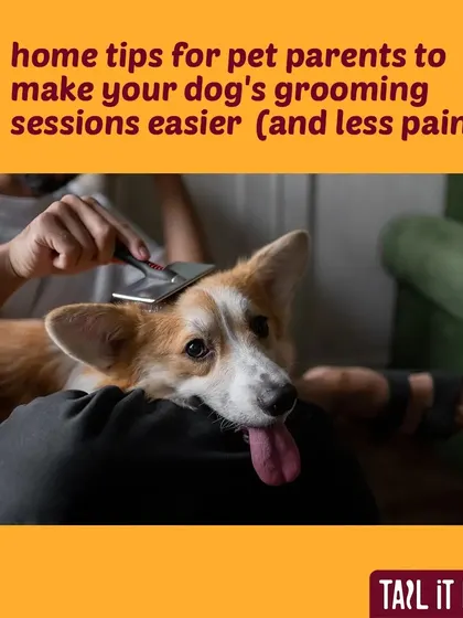 Here are five home tips we've gathered from our experience to make grooming sessions easier and less painful for your dog.