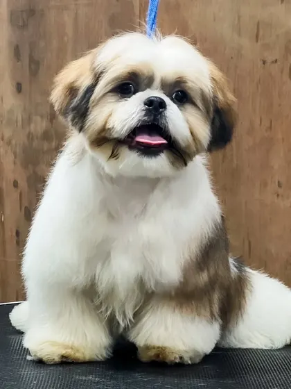 A duplicate image of the same happy Shih Tzu, showing off their fresh cut from a slightly different angle.
